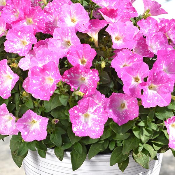 Petunia Discoball Pink