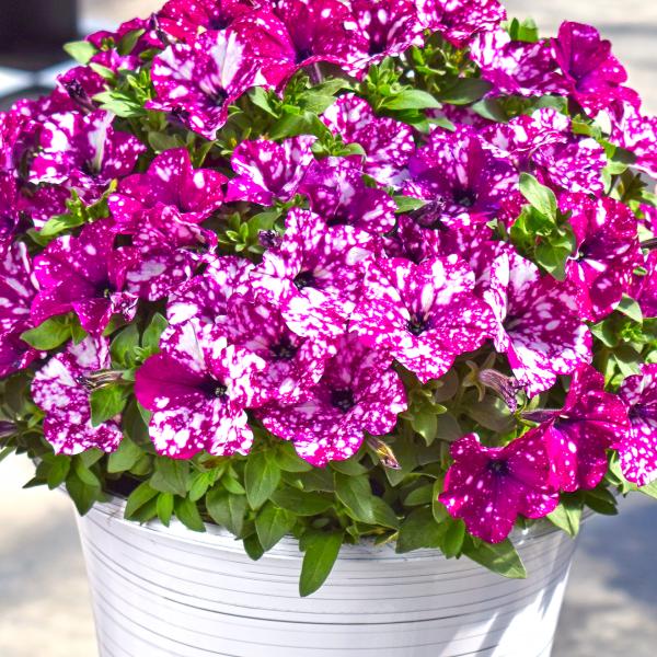 Petunia Discoball Purple