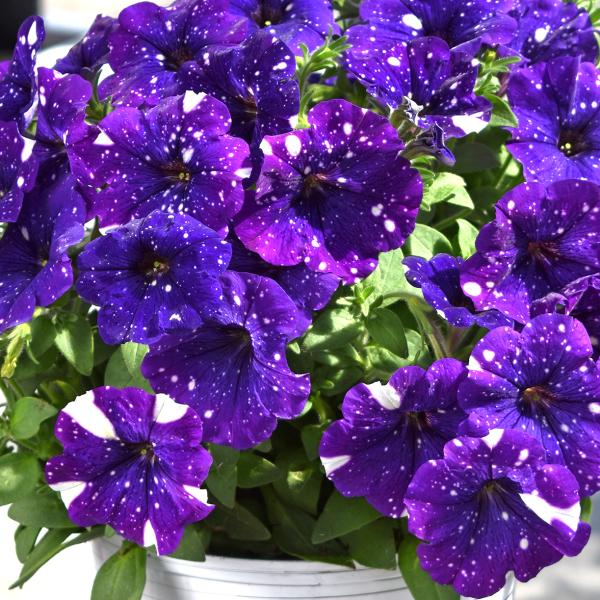 Petunia-Discoball-Violet-1755794912.jpg