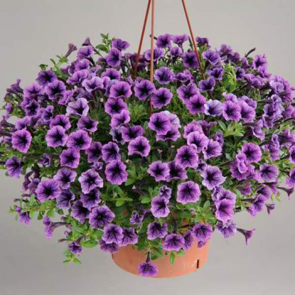 PETUNIA LITTLETUNIA BLUE VEINED