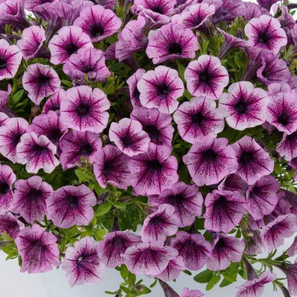 PETUNIA LITTLETUNIA PINK SPLASH