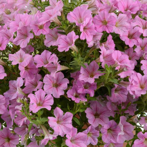 PETUNIA LITTLETUNIA PINK