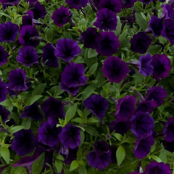 PETUNIA LITTLETUNIA PURPLE BLUE
