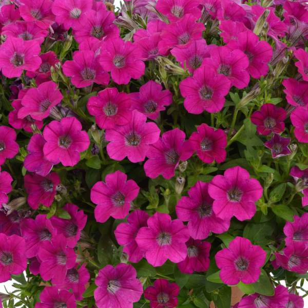 PETUNIA LITTLETUNIA ROSE