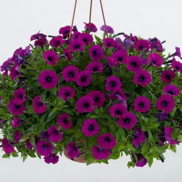 PETUNIA LITTLETUNIA SHIRAZ