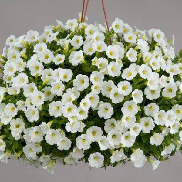 PETUNIA LITTLETUNIA WHITE GRACE