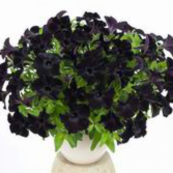 PETUNIA RAY BLACK