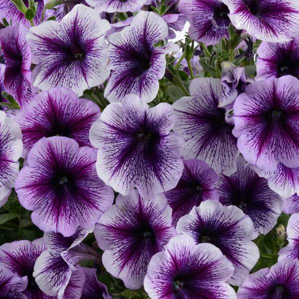 PETUNIA RAY PURPLE VEIN