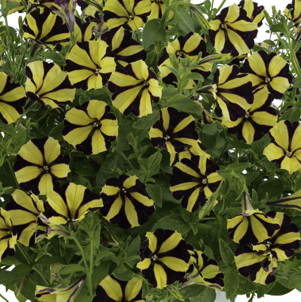 PETUNIA RAY SUNFLOWER