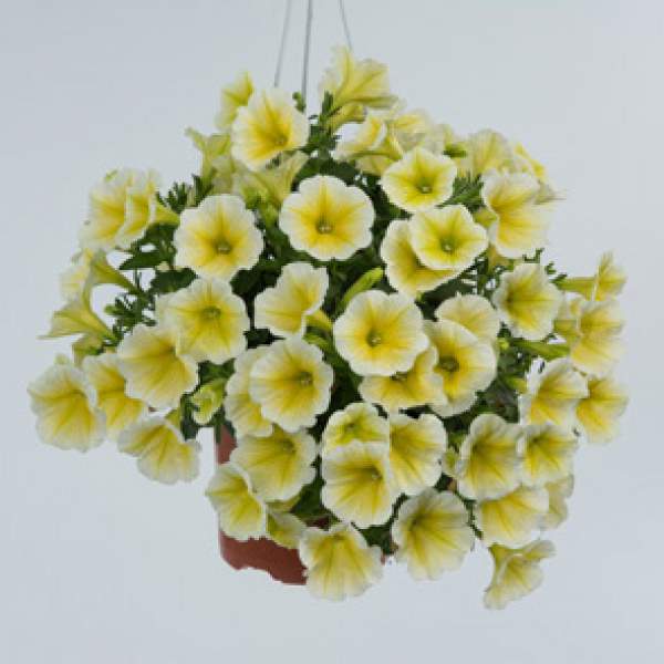 PETUNIA RAY SUNSHINE