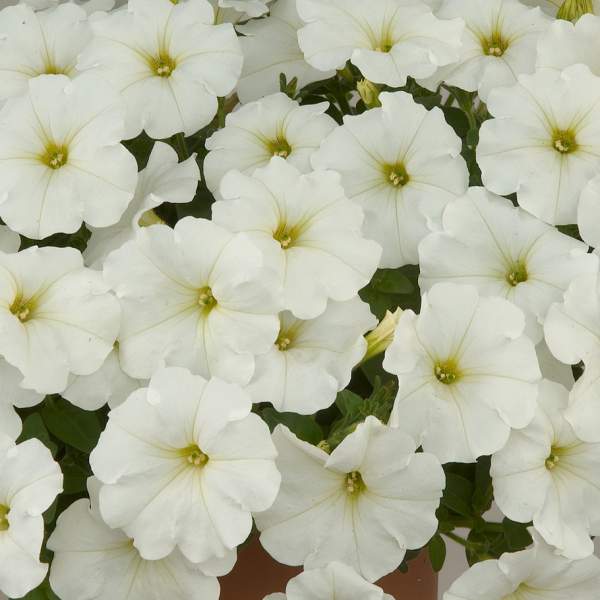 PETUNIA RAY WHITE