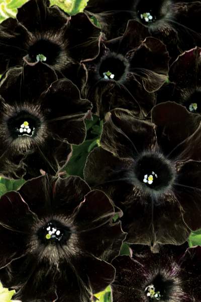 PETUNIA CRAZYTUNIA BLACK MAMBA
