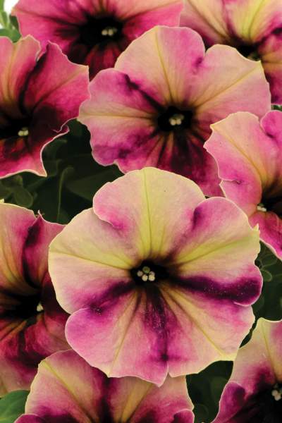 PETUNIA CRAZYTUNIA BLACKBERRY CHEESECAKE