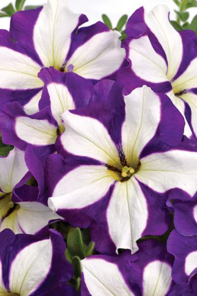 PETUNIA CRAZYTUNIA LUCKY LILAC