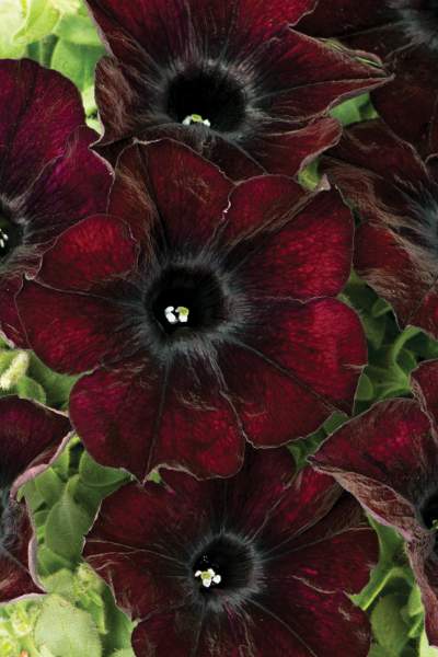 PETUNIA CRAZYTUNIA MAHOGANY QUEEN