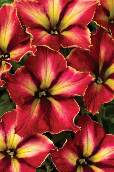 PETUNIA CRAZYTUNIA MANDEVILLA