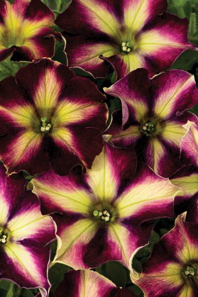 Petunia_Crazytunia_Pulse_Bloom__1467205536.jpg