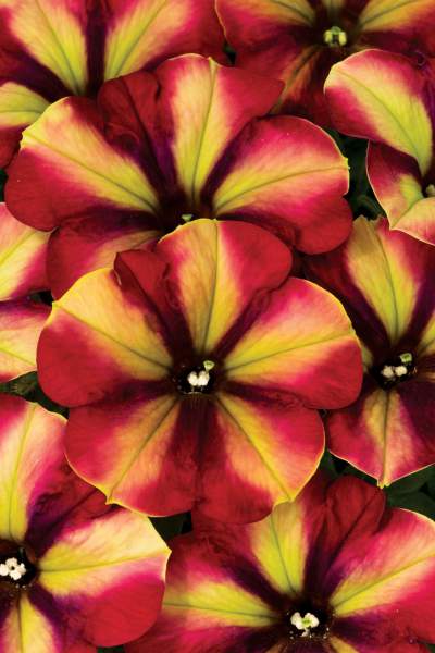 PETUNIA CRAZYTUNIA RAZZMATAZZ