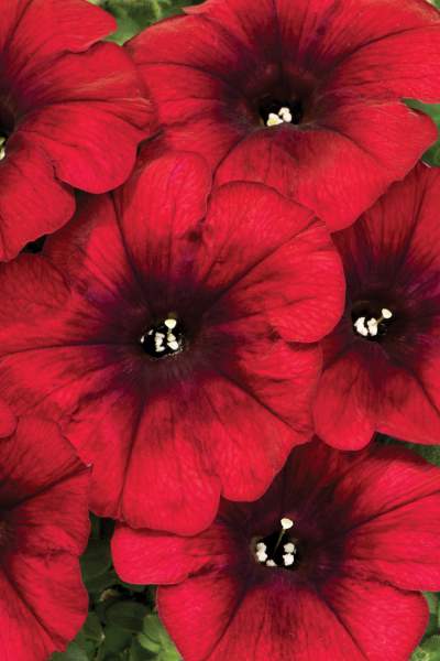 PETUNIA CRAZYTUNIA RED BLUES