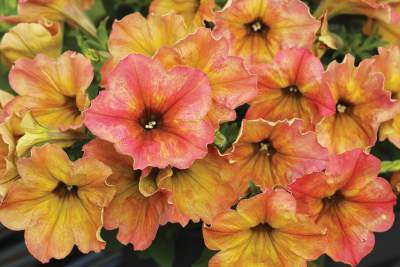 Petunia_Crazytunia_Terracotta_Detail_1__1467207747.jpg