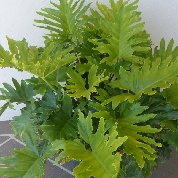 Philodendron Selloum