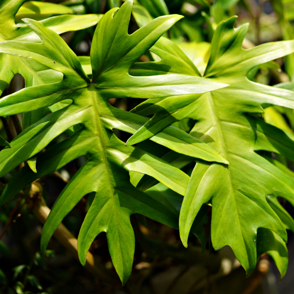 Philodendron-Brasil-Copy-1790964254.png