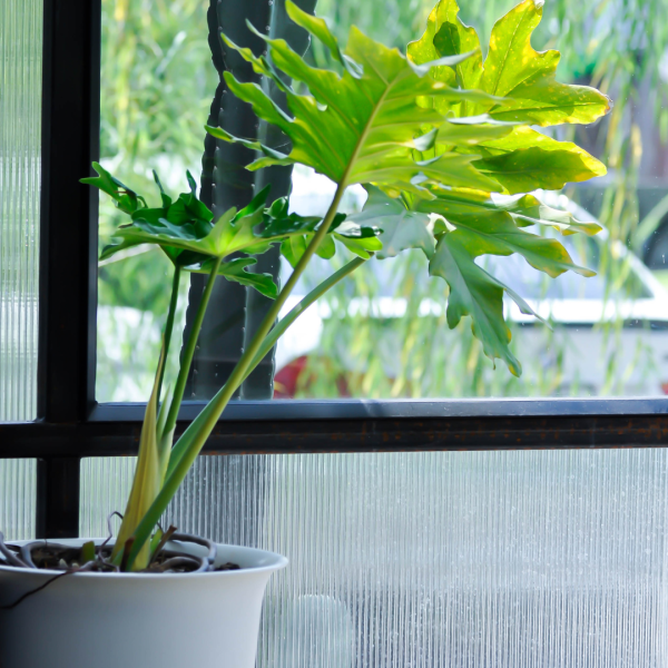 Philodendron-Brasil-Copy-1790964638.png