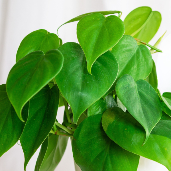 Wholesale Philodendron Houseplant Starter Plants