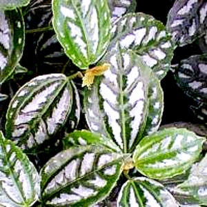 Pilea