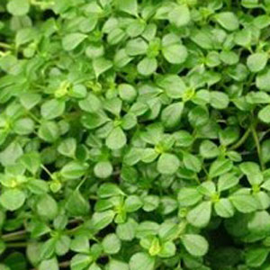 Pilea-Baby-Tears-WEB.jpg
