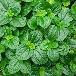Pilea-Creeping-Charlie-WEB.jpg