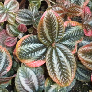 Pilea-Friendship-WEB.jpg