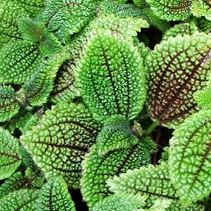 Pilea-Moon-Valley-WEB.jpg