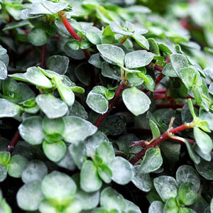 Pilea-Red-Stem-WEB.jpg