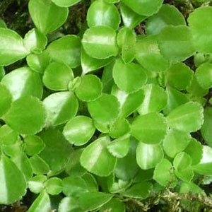 Pilea-Tiny-Tears-WEB.jpg