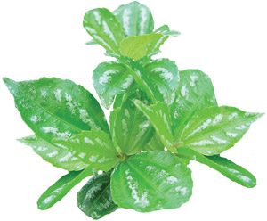 Pilea