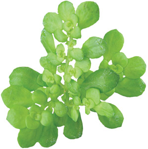 PILEA ARTILLERY