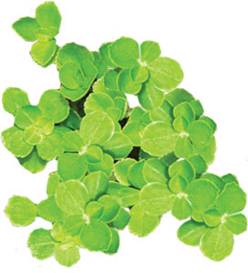 PILEA BABY TEARS