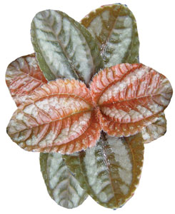 PILEA FRIENDSHIP