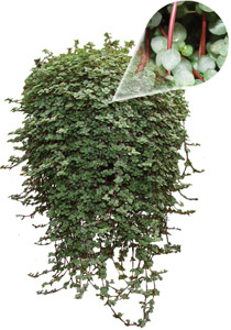 PILEA RED STEM