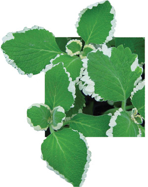 Plectranthus_Ciliatus_Upright-LOW.jpg