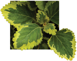Plectranthus_Cilitatus_Golden-LOW.jpg