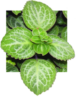 Plectranthus_Emerald_Lace_Close.jpg