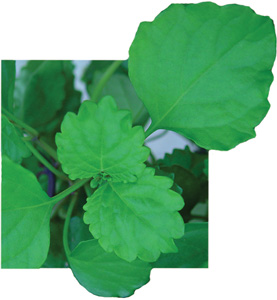 Plectranthus_Swedish_Ivy_Green-LOW.jpg