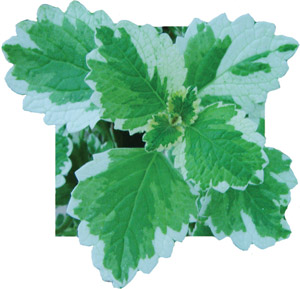 Plectranthus Swedish Ivy Mint