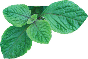 Plectranthus_Swedish_Ivy_Purple-LOW.jpg