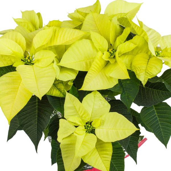 Poinsettia Candy Wintergreen