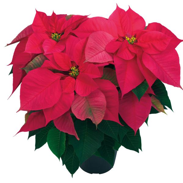 Poinsettia Carmen Pink