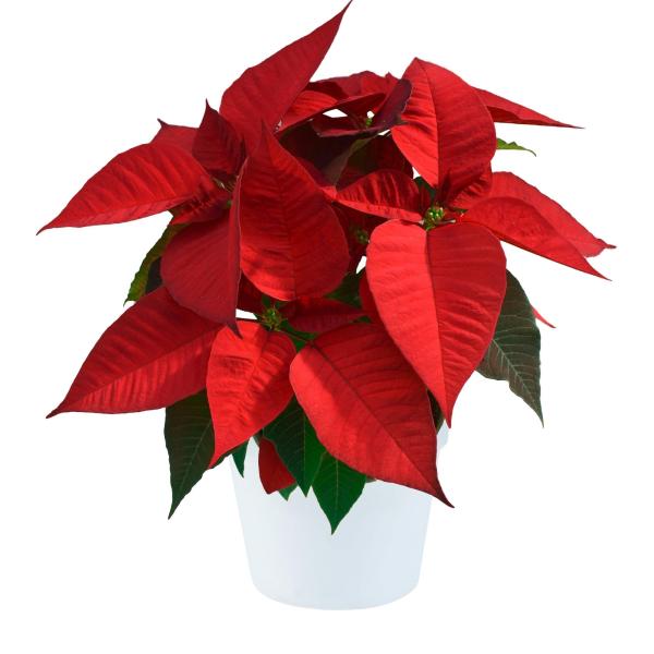 Poinsettia Fortuna Red