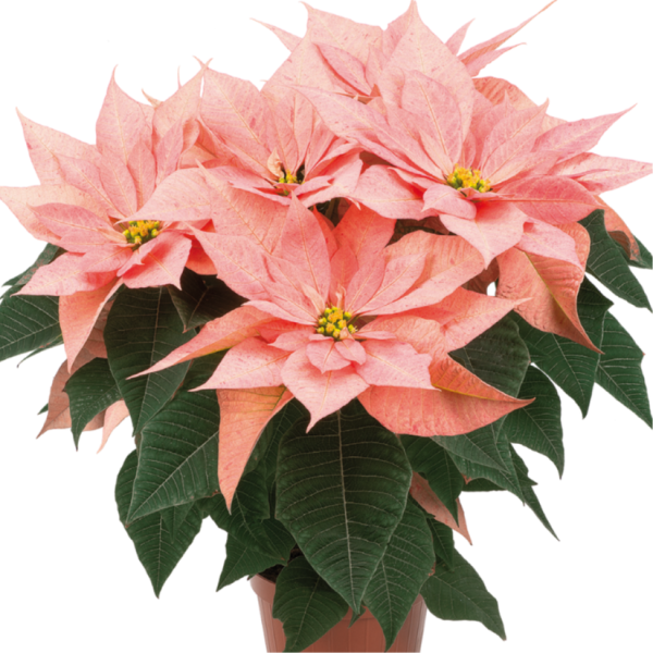 Poinsettia Giulia